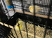 Beautiful young canary&rsquo;s