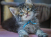 Reduced  pure bred  Mainecoon kittens ready now