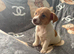 Jack Russell puppy&rsquo;s 1 girl left ready to leave