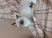 STUNNING RAGDOLL TREASURES