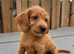 Labradoodle pups