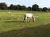 Welsh Section A 12 hands colt