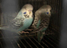 Young budgies