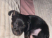 Parson Russell Terrier mixed with a chiuhuahua