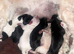 Puppies