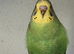 Baby Budgies for sale