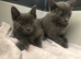 Gorgeous litter of Russian blue kittens ready now for loving homes