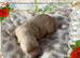 Gorgeous maltipoo rare colour