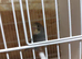 Four baby budgies
