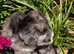 Beautiful Rare F1 Chocolate Merle SaintBerdoodle READY NOW!!!!