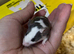 Baby male fancy mice for sale