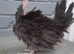 4 bantam chickens