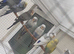 Young budgies 2026 born