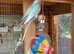 Baby aviary bred budgies