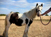 Sweet Yearling Cob Colt to make 13.2