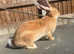 Baby bunny&rsquo;s