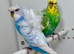 Pair of Helicopter budgies (hagoromo) for sale