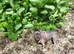 Frenchy x American pocket bully
