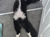 7 month maincoon male