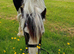 14.1hh Piebald cob 5 years