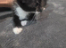 6 little kittens