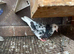 Birmingham roller pigeons