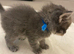 Ragcoon kittens