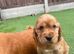 Beautiful cocker spaniel pups