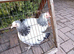 A Pair of  bantam light Sussex