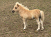 Registered miniature Shetland colt foals
