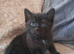 Mixed bengal kittens for sale