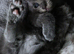 ABSOLUTELY BEAUTIFUL RUSSIAN BLUE KITTEN 8 WEEKS