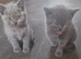 Healthy Pedigree Cats & Kittens for Sale &ndash; Moving House
