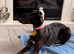 Kc reg female whippet