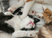 Beautiful Home-Raised BSH & Selkirk Rex Kittens