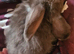 Beautiful boy lop