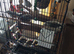 Two pairs of zebra finches
