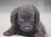 Miniature Patterpoo’s