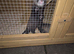 Jill ferret
