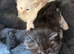 Persian kittens