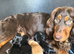 Cocker spaniel puppies