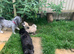 Adorable Lhasa Apso Boy puppies for sale