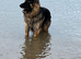 Long haired German shepherd male