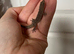 Mourning Geckos