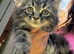 Persian kittens x