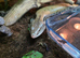 Blue tongue skink with vivid