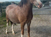Beautiful section A mare