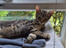 Male bengal for sale