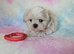 Maltese X Imperial Shih Tzu puppies
