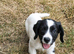 SPROCKER (ENGLISH SPRINGER X COCKER SPANIEL) PUPS